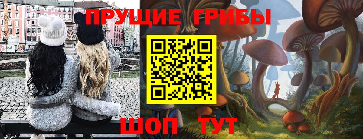 как найти наркотики  Кунгур  Галлюциногенные грибы Cubensis 